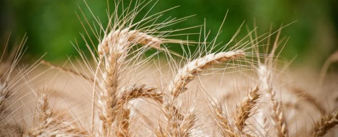 La coltivazione di grano duro continua a crescere in Italia, mentre scende quella del mais 8 grano duro frumento cereali