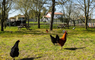 Fattoria Al Boschetto: dai percorsi didattici alla produzione del Cremolino®, una sorpresa per tutta la famiglia 1 Terracina Fattoria Al Boschetto Cremolino