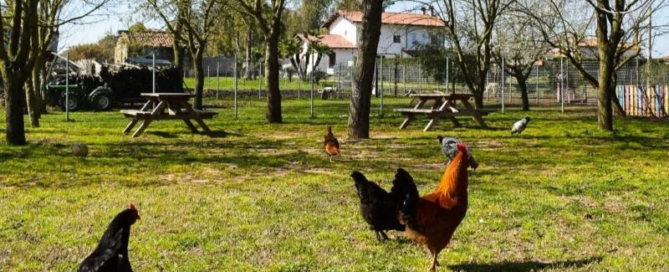Fattoria Al Boschetto: dai percorsi didattici alla produzione del Cremolino®, una sorpresa per tutta la famiglia 6 Terracina Fattoria Al Boschetto Cremolino