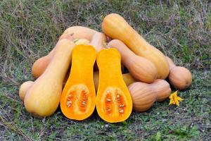 Zucca-butternut