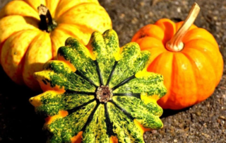 La zucca e le sue 3 varietà più conosciute: curiosità e ricette 8 La zucca e le sue 3 varietà più conosciute: curiosità e ricette