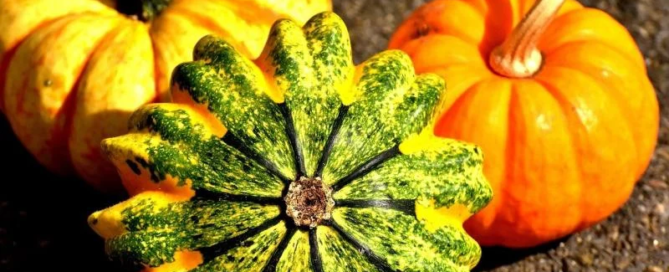 La zucca e le sue 3 varietà più conosciute: curiosità e ricette 1 La zucca e le sue 3 varietà più conosciute: curiosità e ricette