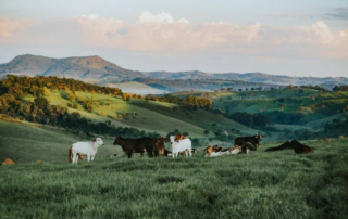 BU-NET la nuova frontiera del cibo regionale italiano 1 BU-NET la nuova frontiera del cibo regionale italiano