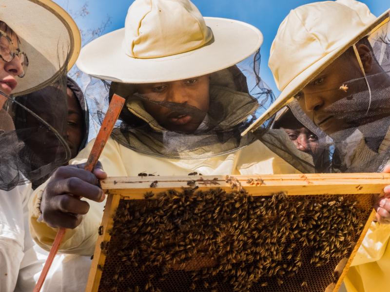 L’apicoltura per l’inclusione lavorativa e sociale 1