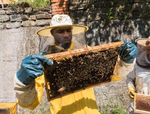 L’apicoltura per l’inclusione lavorativa e sociale