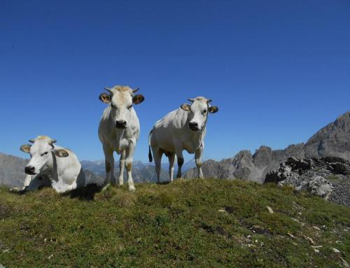 Coalvi: l’aumento dei prezzi minaccia gli allevamenti di qualità