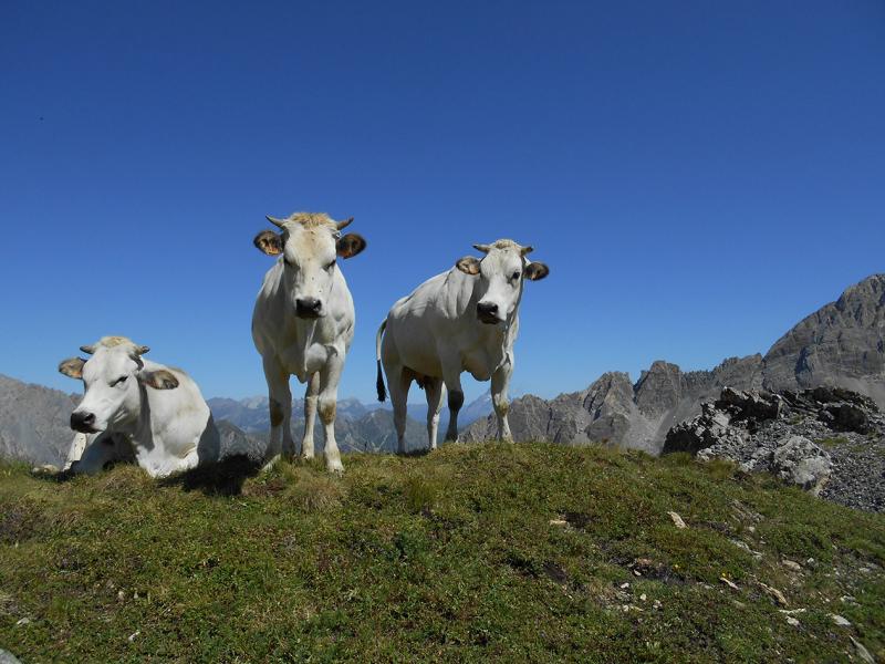 Coalvi: l’aumento dei prezzi minaccia gli allevamenti di qualità