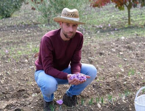 Arkania, la terra di mezzo dello zafferano