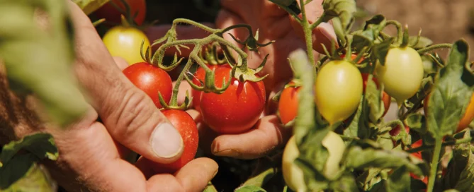 Il pomodoro "Siccagno" di Valledolmo – La "Rinascita" dell'oro rosso di Sicilia 8 Il pomodoro "Siccagno" di Valledolmo – La "Rinascita" dell'oro rosso di Sicilia