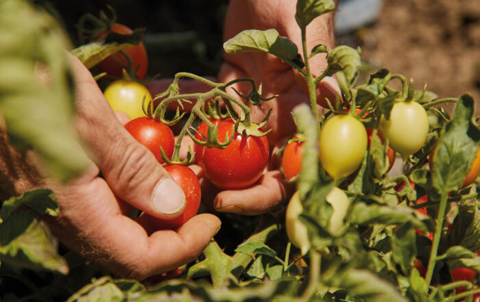 Il pomodoro "Siccagno" di Valledolmo – La "Rinascita" dell'oro rosso di Sicilia