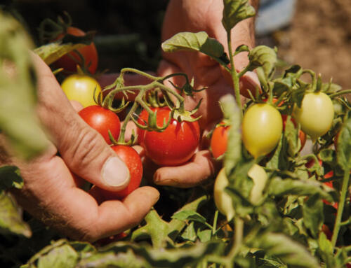 Il pomodoro “Siccagno” di Valledolmo – La “Rinascita” dell’oro rosso di Sicilia