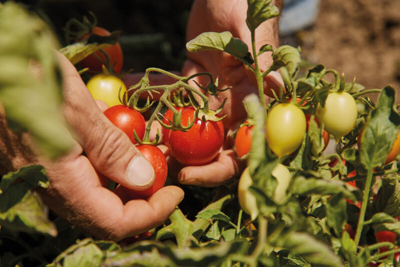 Il pomodoro "Siccagno" di Valledolmo – La "Rinascita" dell'oro rosso di Sicilia