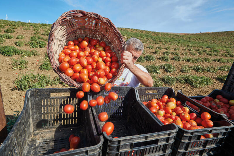 Il pomodoro 