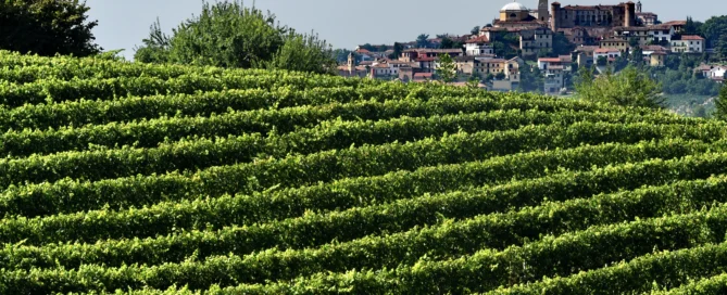 Un Natale…Rosso Barbera! 5 Un Natale…Rosso Barbera!