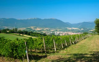 Da “Pro.Vi.Ma” a “Produttori di Matelica 1932”, rinnovarsi mantenendosi fedeli al passato