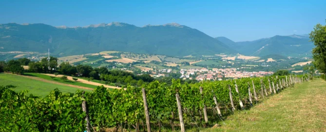 Da “Pro.Vi.Ma” a “Produttori di Matelica 1932”, rinnovarsi mantenendosi fedeli al passato 10 Da “Pro.Vi.Ma” a “Produttori di Matelica 1932”, rinnovarsi mantenendosi fedeli al passato