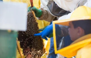 L'Apicoltura Il Riccio e l'Osteria La Casa delle Api: tradizione, qualità e passione 1 L'Apicoltura Il Riccio e l'Osteria La Casa delle Api: tradizione, qualità e passione