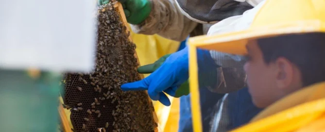 L'Apicoltura Il Riccio e l'Osteria La Casa delle Api: tradizione, qualità e passione 2 L'Apicoltura Il Riccio e l'Osteria La Casa delle Api: tradizione, qualità e passione