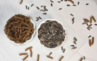 PastaSole, la prima pasta italiana con farina di semi di girasole: innovazione e sostenibilità nel piatto 1 PastaSole, la prima pasta italiana con farina di semi di girasole: innovazione e sostenibilità nel piatto