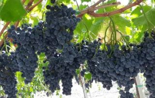 Campisidrasi: l'eccellenza vitivinicola di Palma di Montechiaro