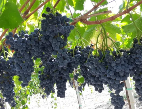 Campisidrasi: l’eccellenza vitivinicola di Palma di Montechiaro