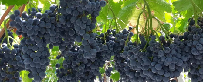 Campisidrasi: l'eccellenza vitivinicola di Palma di Montechiaro 10 Campisidrasi: l'eccellenza vitivinicola di Palma di Montechiaro