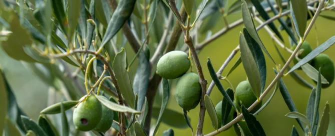San Felice lancia il suo nuovo Vermouth artigianale: il gusto del Chianti Classico in un calice 3 San Felice lancia il suo nuovo Vermouth artigianale: il gusto del Chianti Classico in un calice