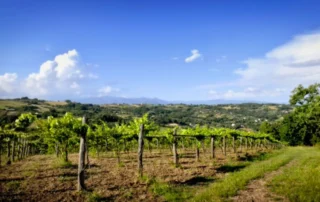 Teresa Mincione: la cantina dell’Alto Casertano che valorizza Casavecchia e Pallagrello