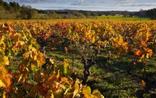 Arnaldo Caprai e il Sagrantino: l’uomo che ha portato Montefalco nel mondo