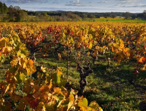Arnaldo Caprai e il Sagrantino: l’uomo che ha portato Montefalco nel mondo