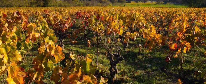 Arnaldo Caprai e il Sagrantino: l’uomo che ha portato Montefalco nel mondo 3 Arnaldo Caprai e il Sagrantino: l’uomo che ha portato Montefalco nel mondo