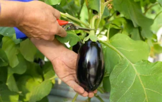 Rivoluzione nickel free: quando l’innovazione agricola restituisce il piacere della tavola 1 Rivoluzione nickel free: quando l’innovazione agricola restituisce il piacere della tavola