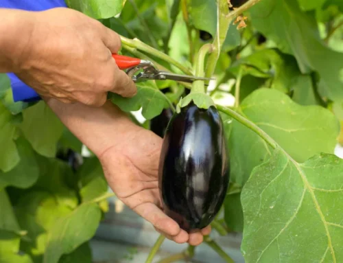 Rivoluzione nickel free: quando l’innovazione agricola restituisce il piacere della tavola