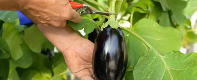Rivoluzione nickel free: quando l’innovazione agricola restituisce il piacere della tavola 10 Rivoluzione nickel free: quando l’innovazione agricola restituisce il piacere della tavola